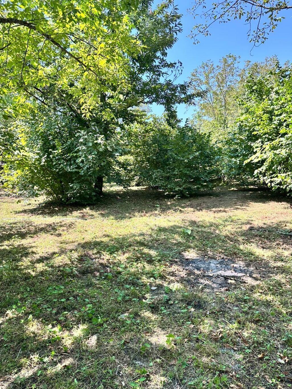 25 sot, Tikinti, Kupça (Çıxarış) — Torpaq, Qəbələ (2)