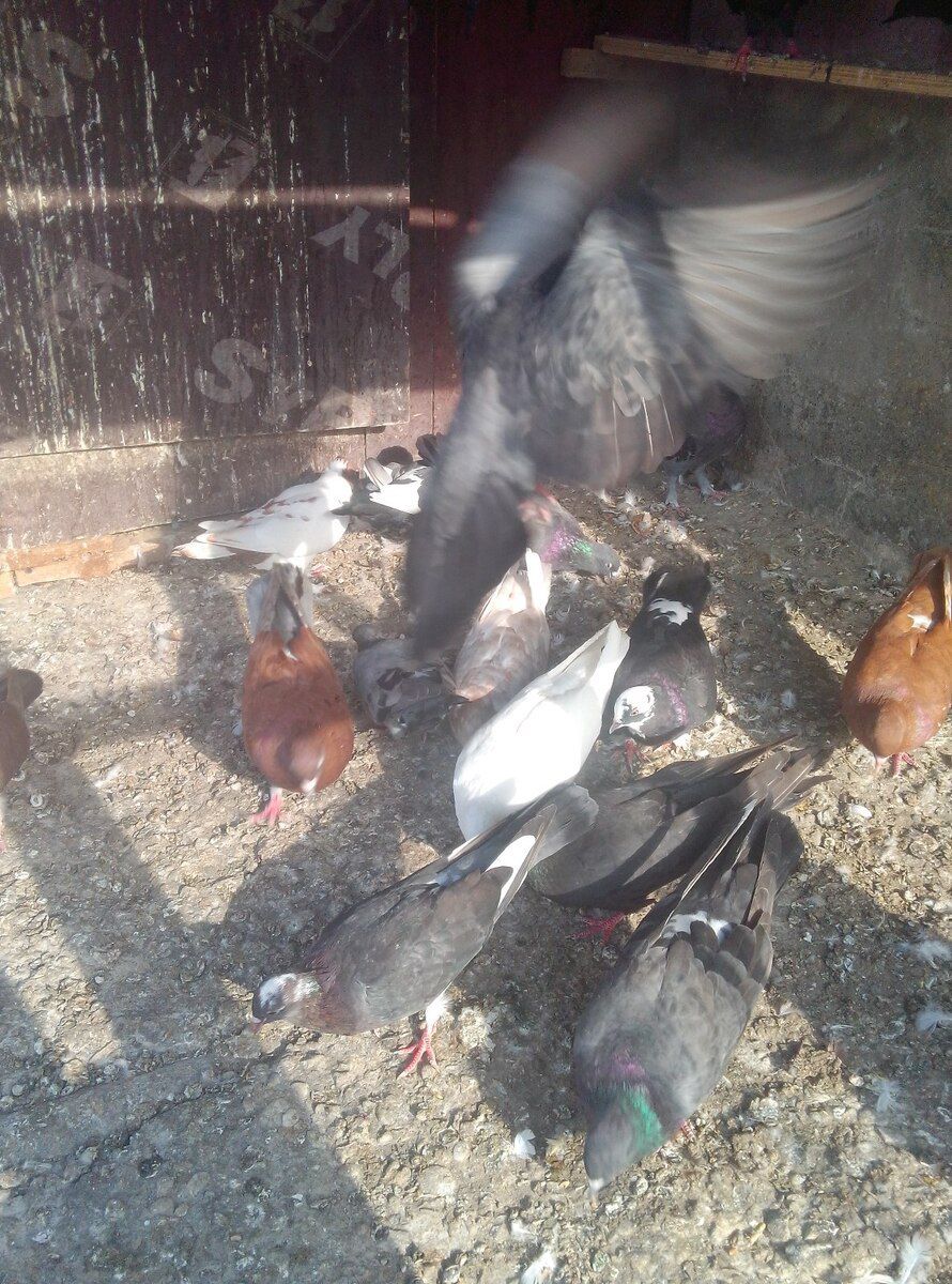 Göyərçinlər — Quşlar, Bakı (4)