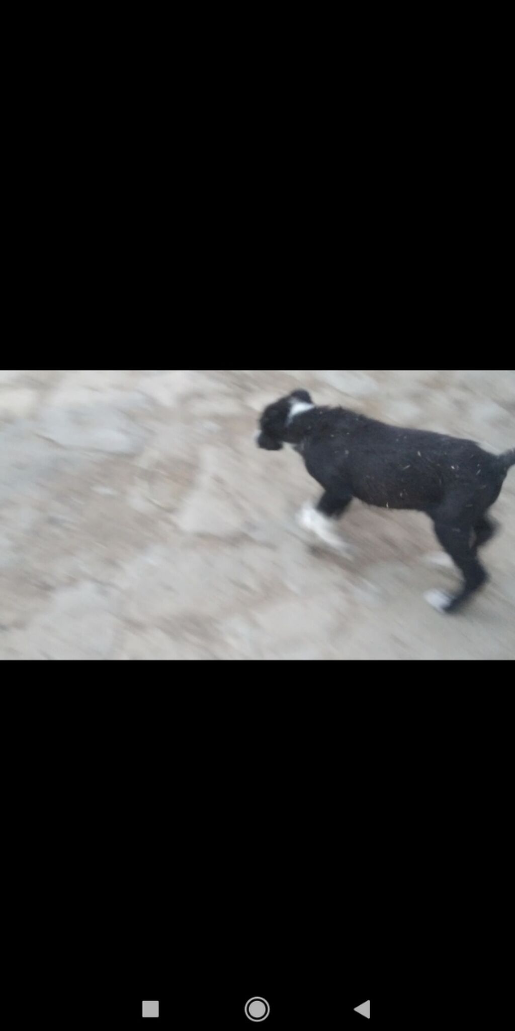 Alabay — Heyvanlar, Bakı (3)