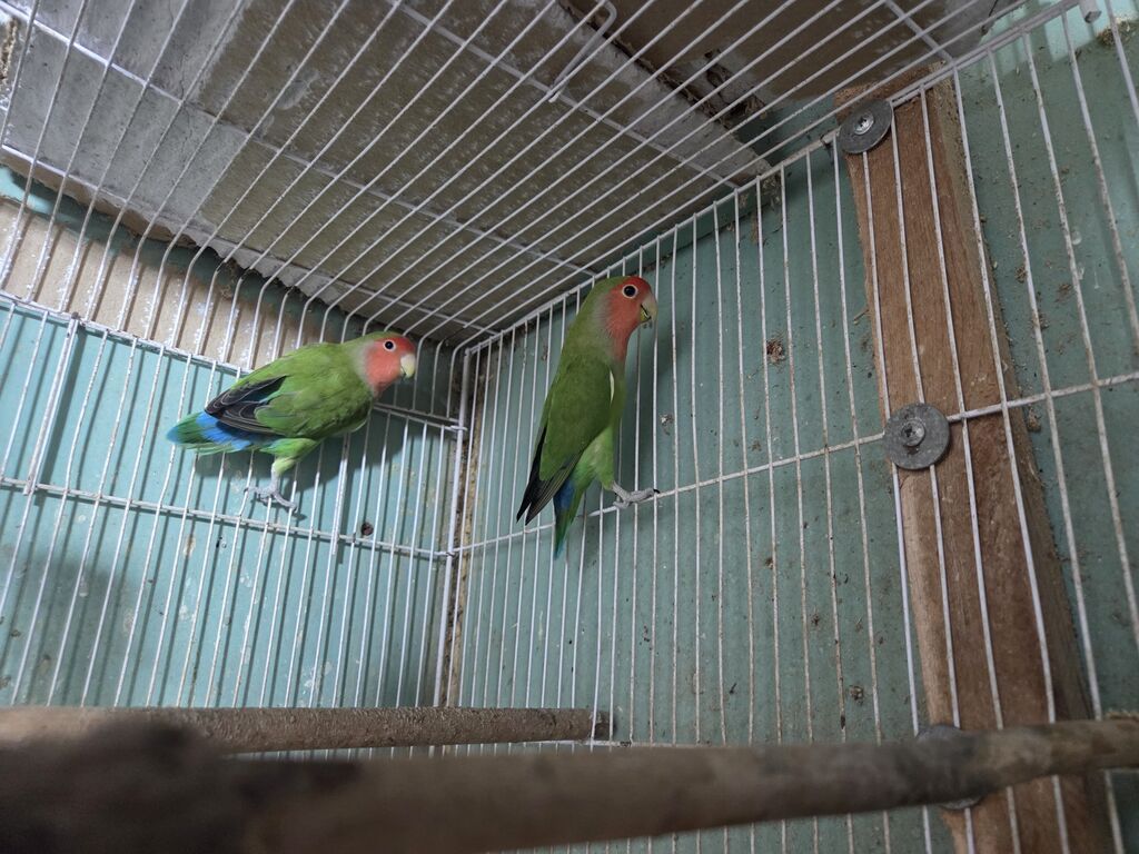 Məhsul: Agapornis (Sevgi tutuquşuları) – cüt Təsvir: - Növ: Agapornis — Quşlar, Lənkəran (2)
