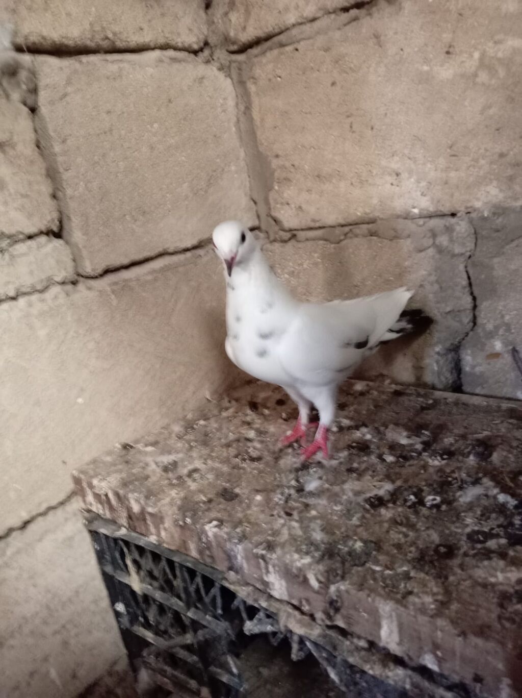 Salam Aleykum Quşdar satılır sağlam heyvanlardı hopdum satılır 15m ağ — Quşlar, Sumqayıt