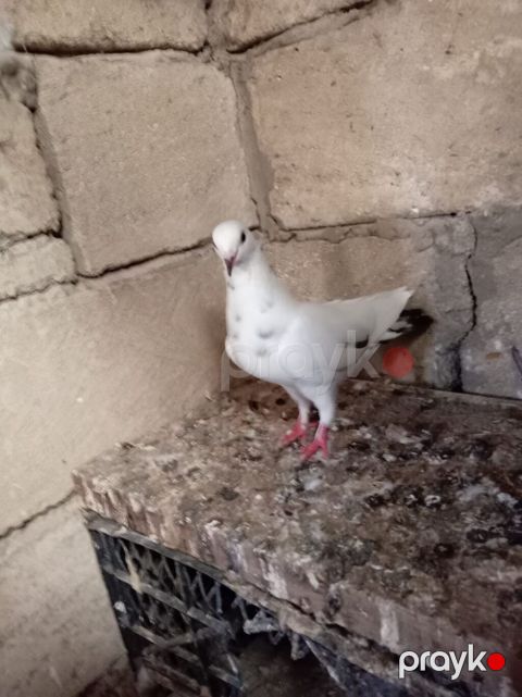 Salam Aleykum Quşdar satılır sağlam heyvanlardı hopdum satılır 15m ağ