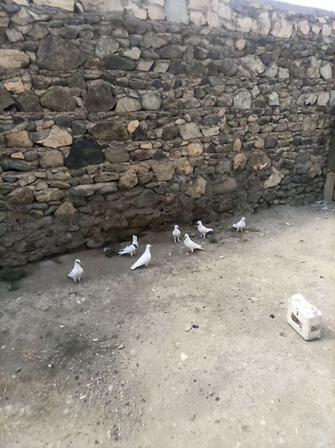 7qus 40bal gel apar tergipme — Gəncə