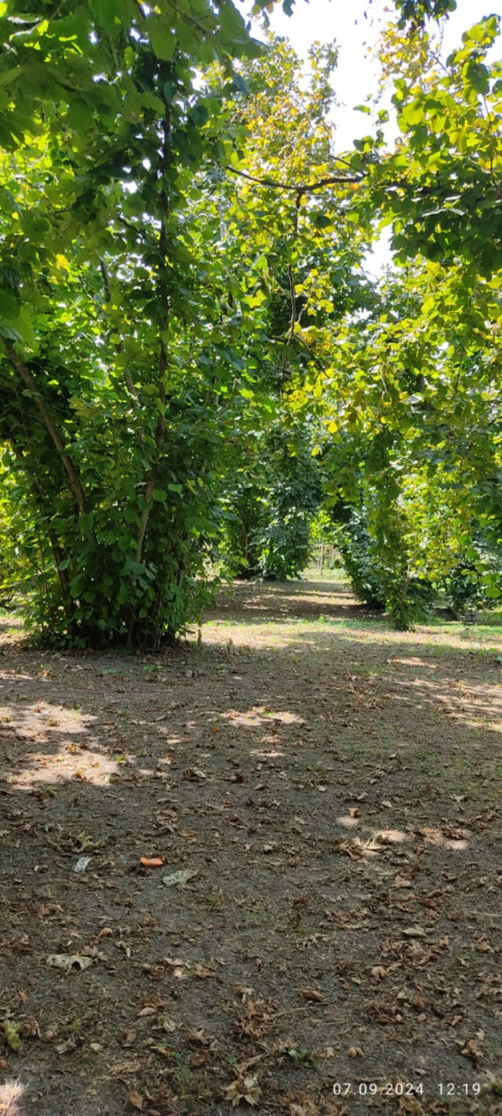 80 sot, Kupça (Çıxarış) — Torpaq, Oğuz (8)