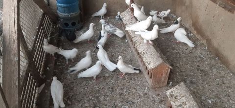 Tutulmalardir coxsu — Bakı