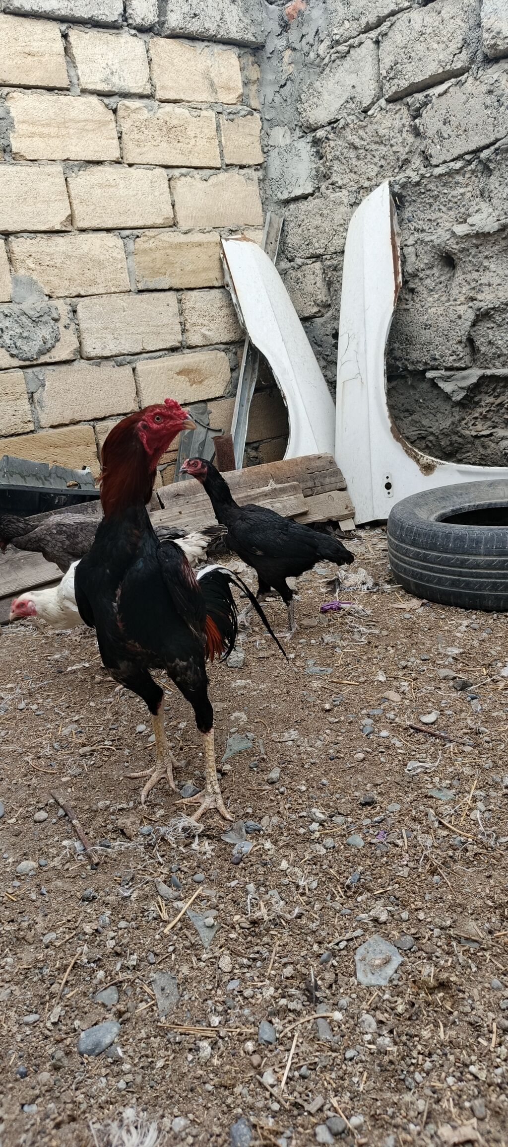 Heyrati ailəsi satılır. tam sağlam heyvanlardı xoruz 70 manat fereler — Heyvanlar, Mingəçevir (6)
