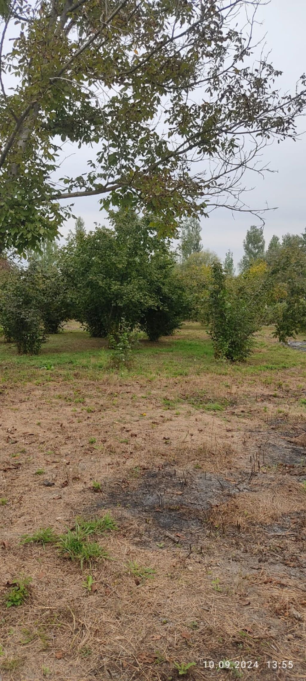 80 sot, Kənd təsərrüfatı, Mülkiyyətçi, Kupça (Çıxarış) — Torpaq, Oğuz (5)