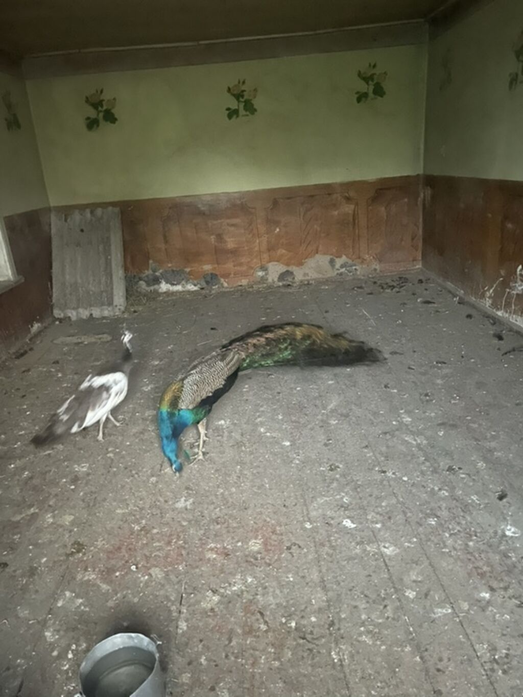 Təbii gözəlliyi ilə seçilən tovuz quşları dəsti - Növ: Tovuz quşu (1 — Quşlar, Samux (2)