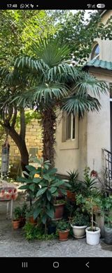 Palma ağacı — Ürünler