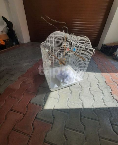 Qəfəslər ikisi bir yerdə 60 manat Qiymət sondur. Buna görə narahat — Mehdiabad