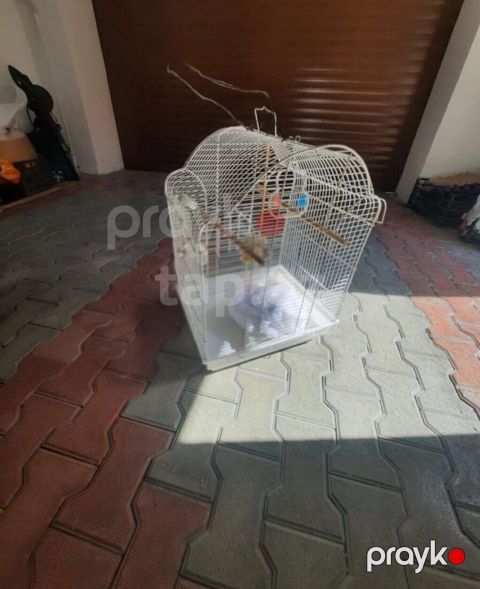 Qəfəslər ikisi bir yerdə 60 manat Qiymət sondur. Buna görə narahat — Mehdiabad