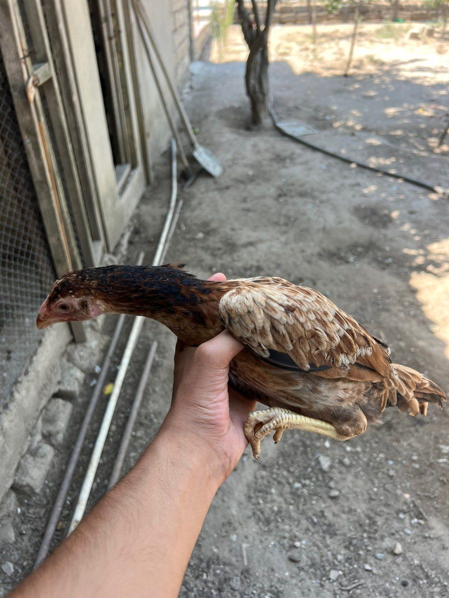 Heyratı xoruzu — Quşlar, Bakı (3)