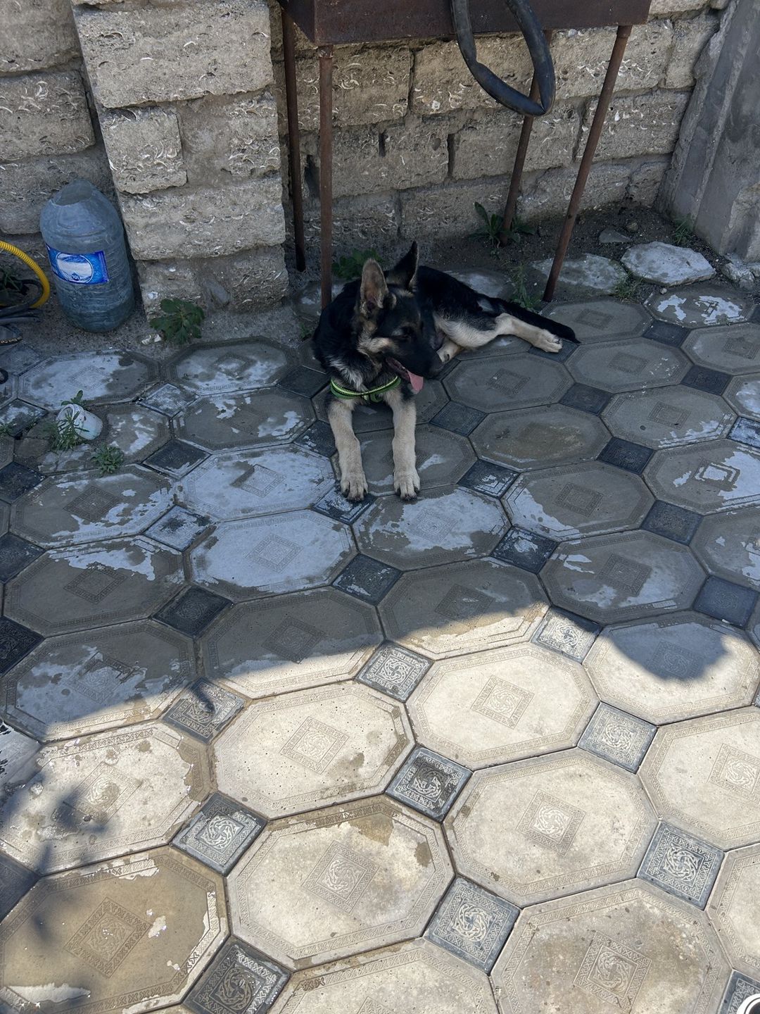 Alman ovçarkası — Heyvanlar, Bakı (5)