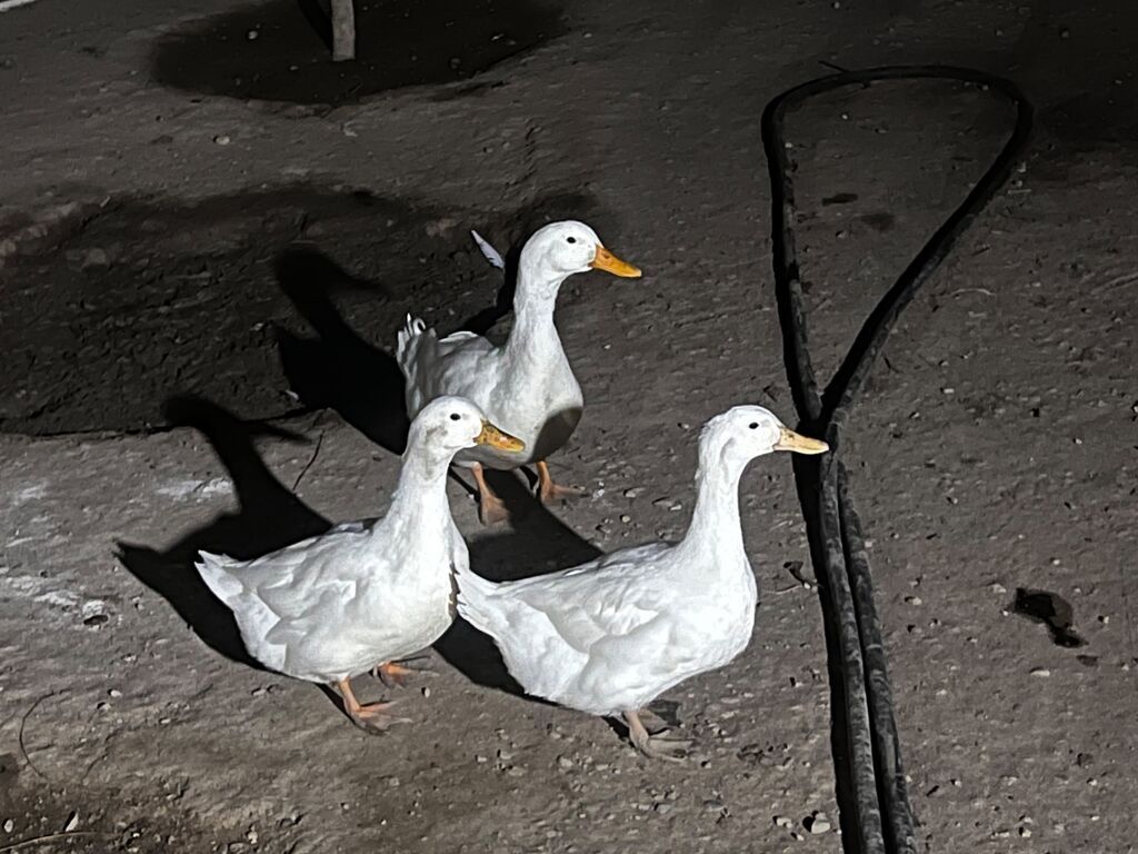 Təmiz qan Pekin ördəyi cavan dılar 3 gündü yumurta düşüblər ağır — Heyvanlar, Digah (2)