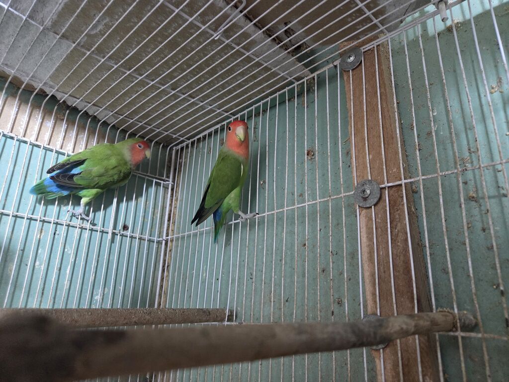 Məhsul: Agapornis (Sevgi tutuquşuları) – cüt Təsvir: - Növ: Agapornis — Quşlar, Lənkəran (3)