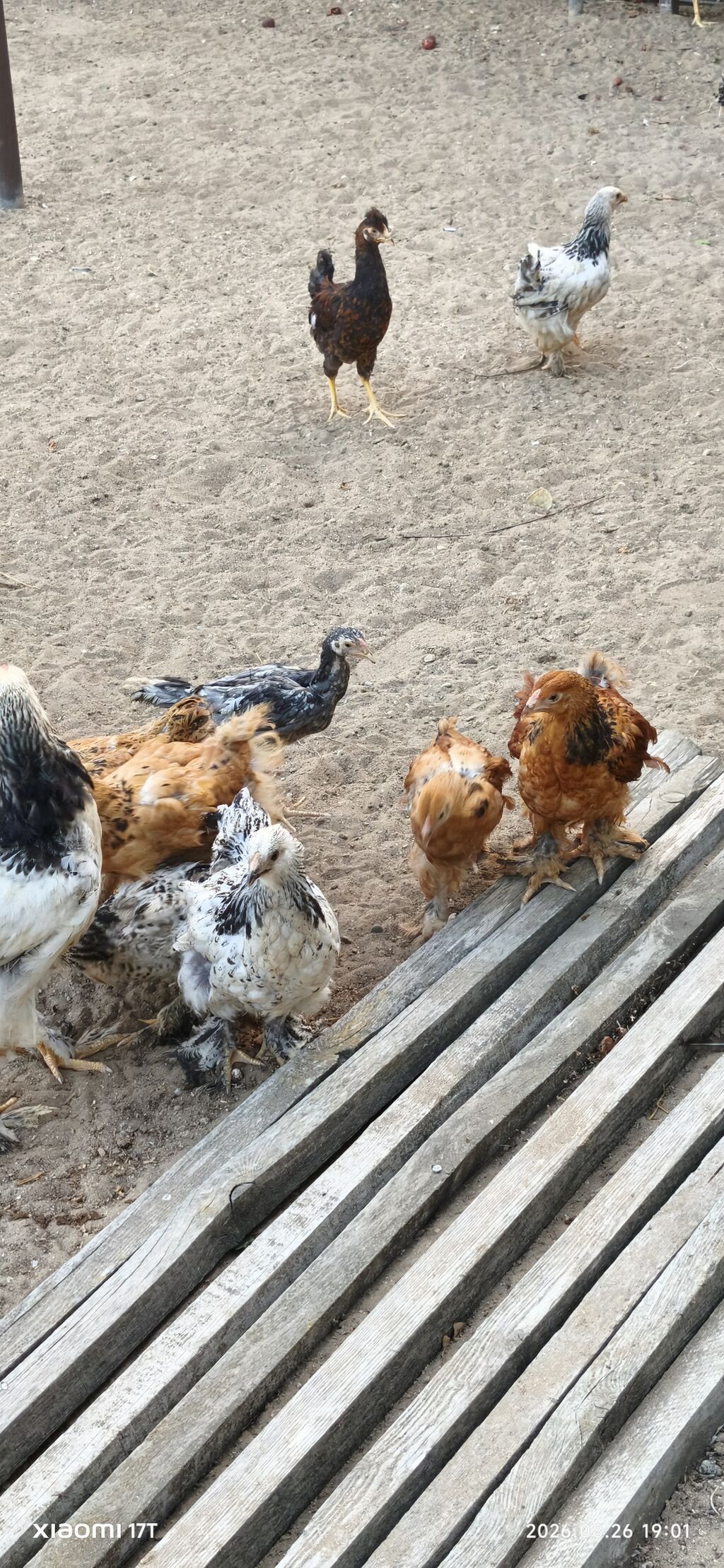 Toyuq cücələri, Damazlıq, Ünvandan götürmə — Heyvanlar, Bakı (4)