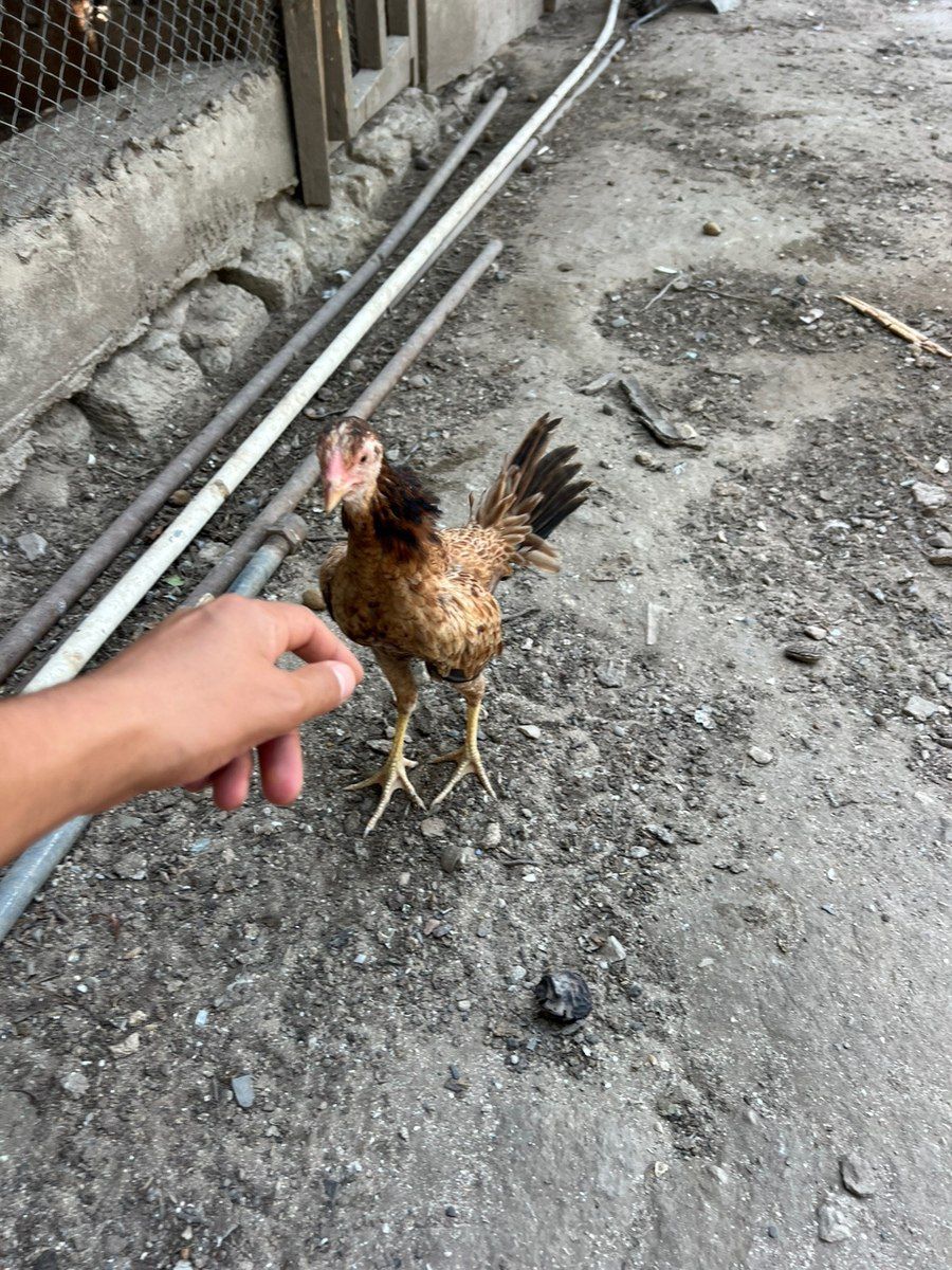 Heyratı xoruzu — Quşlar, Bakı (5)