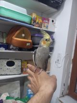 Korella tutuquşusu — Birds