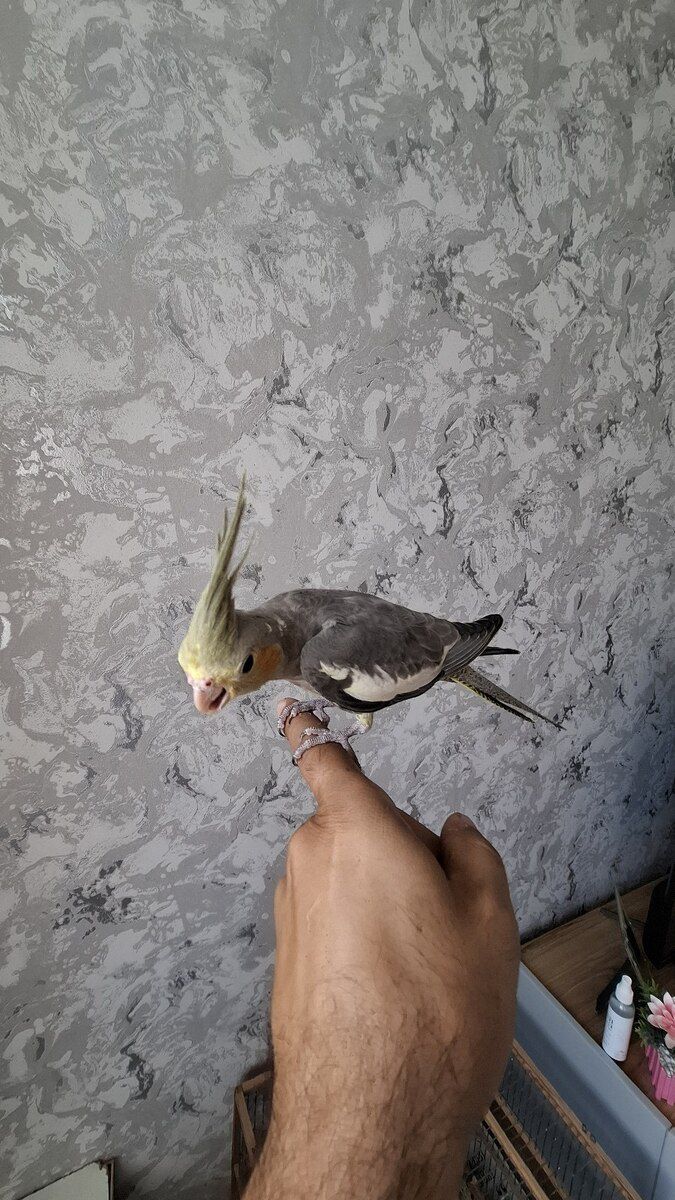Tutuquşu Korella — Quşlar, Bakı (6)