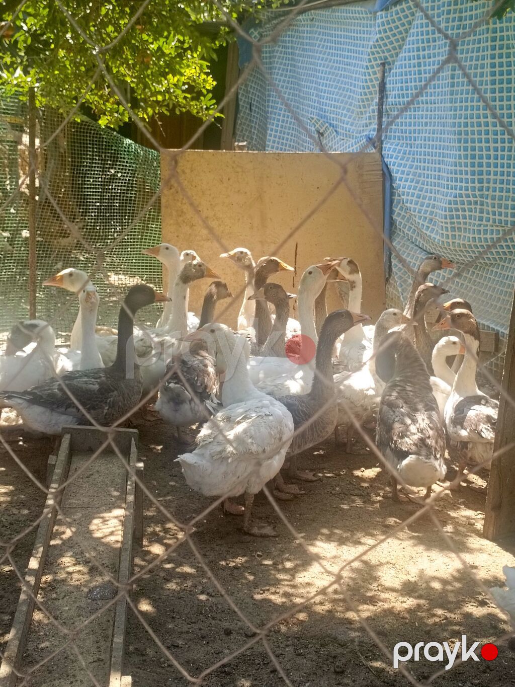 Digər quşlar — Digərləri, Digah (2)