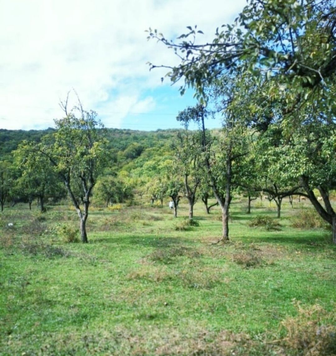 27 sot torpaq sahəsi, Quba r — Torpaq, Quba (4)