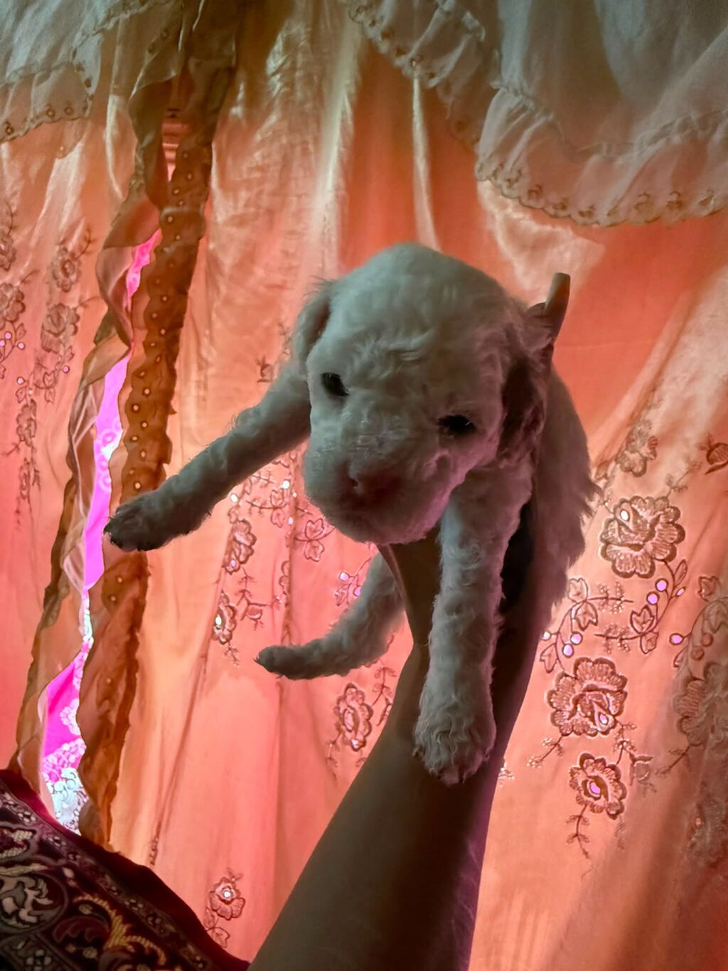 Pudel, 1 ay, Dişi — Heyvanlar, Salyan (9)