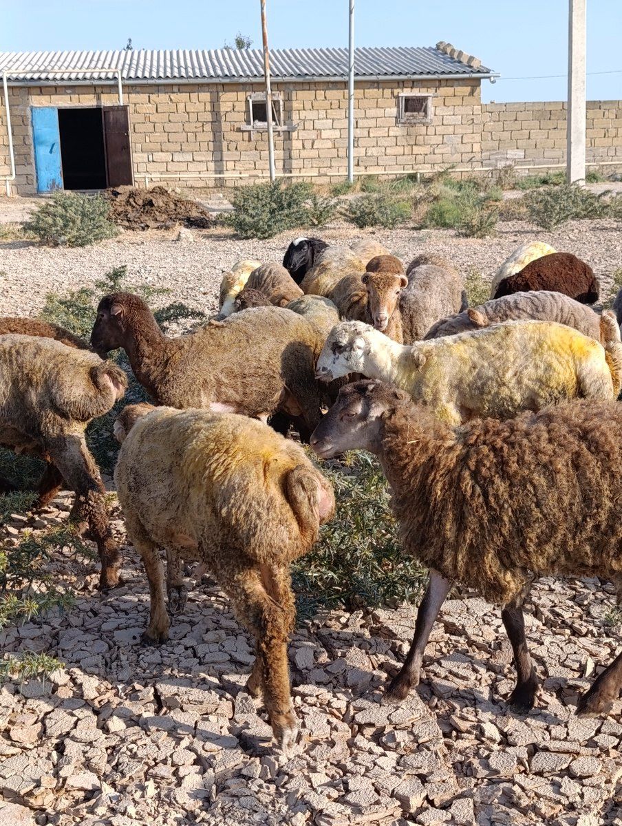 Quzular və qoyunlar — Heyvanlar, Sumqayıt (5)