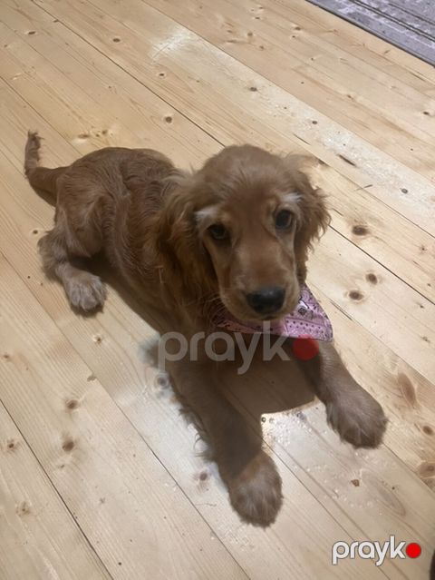 Koker spaniyel, 3 ay, Dişi, Peyvəndli, Pulsuz çatdırılma