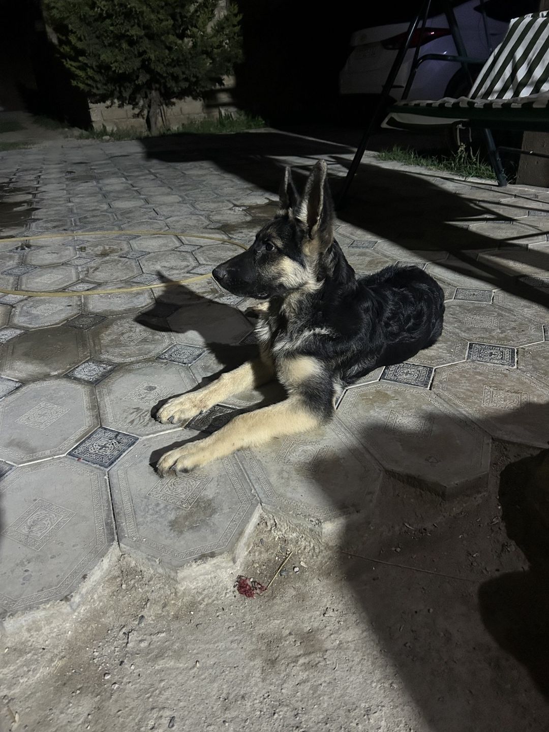 Alman ovçarkası — Heyvanlar, Bakı (3)