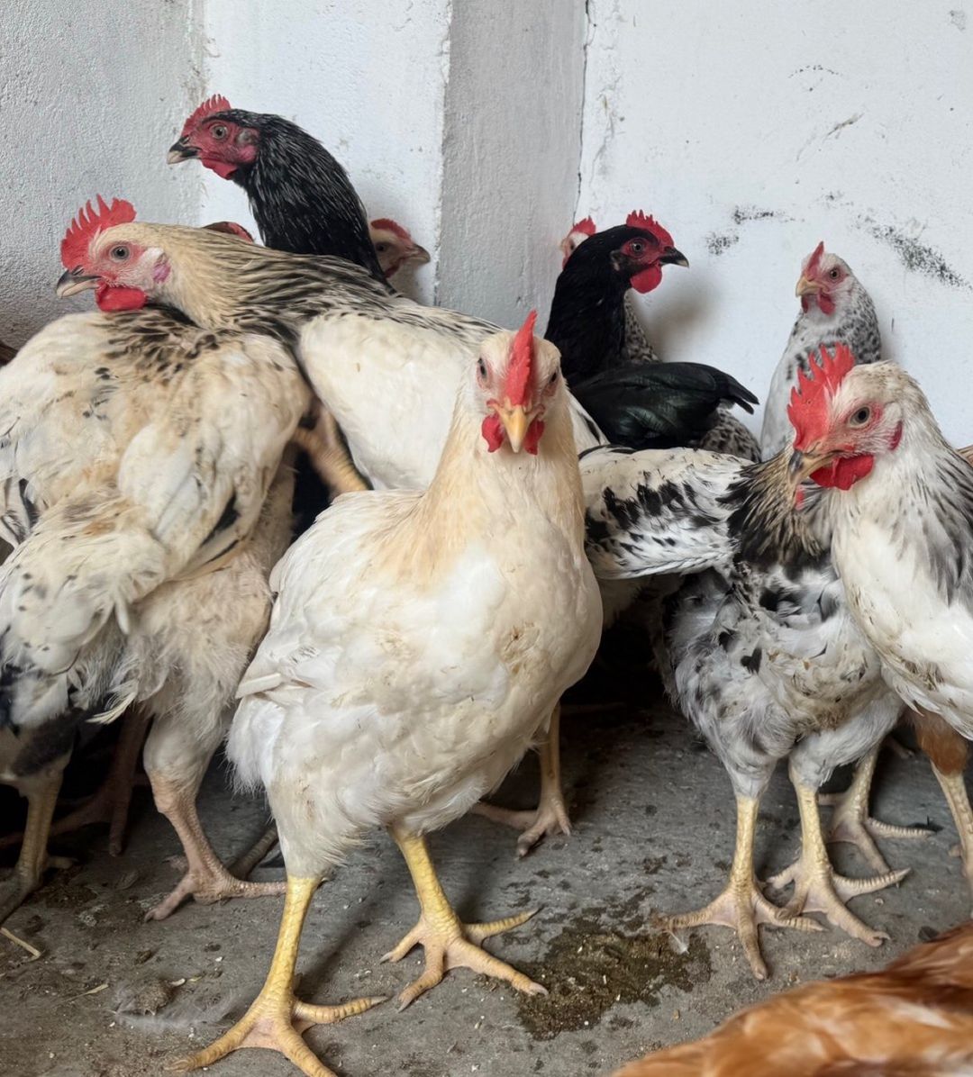 Kənd çolpaları, toyuq və xoruz — Quşlar, Bakı (8)