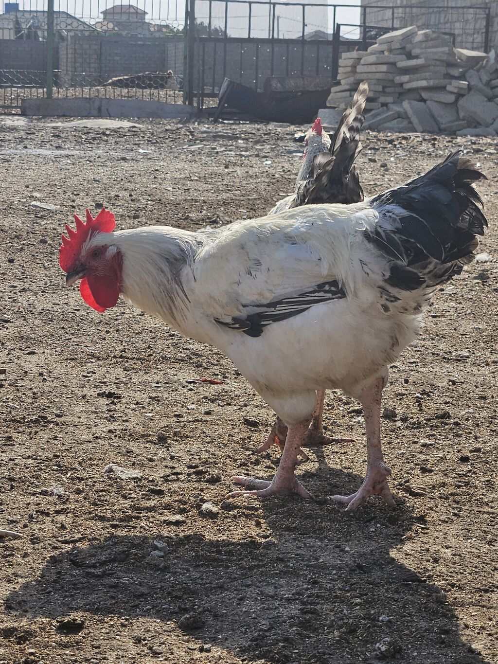 Slibris xoruzlar 30 a yaxın xoruzdu — Heyvanlar, Digah (3)