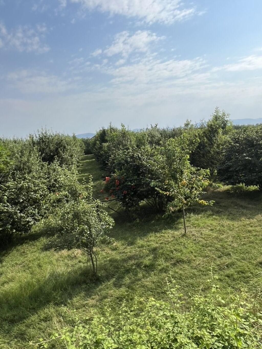 6 sot, Tikinti, Kupça (Çıxarış) — Torpaq, Qəbələ (10)