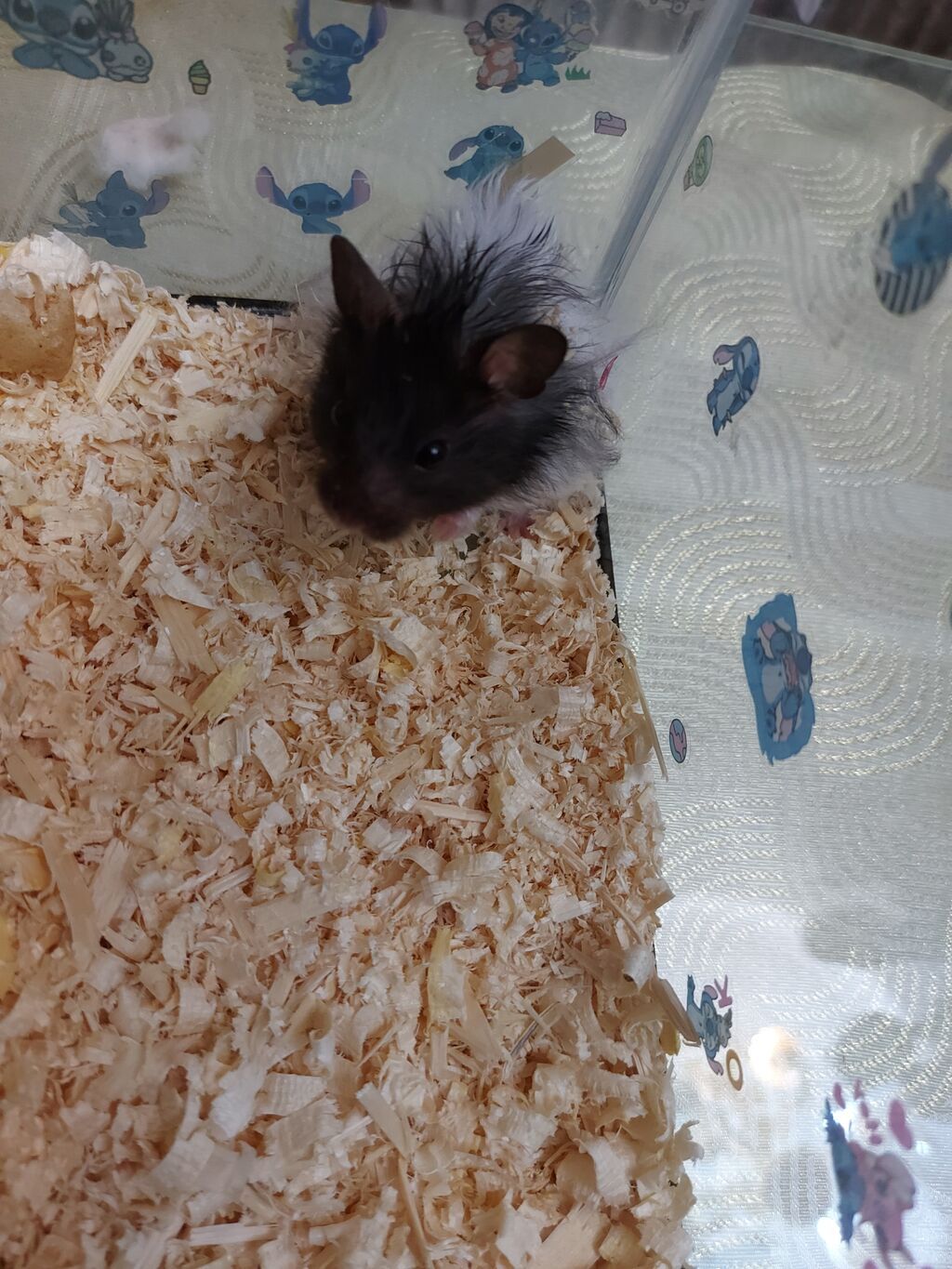 Uzaq tüklü, iki rəngli (qara-ağ) hamster - Növ: dekorativ hamster — Heyvanlar, Bakı (2)