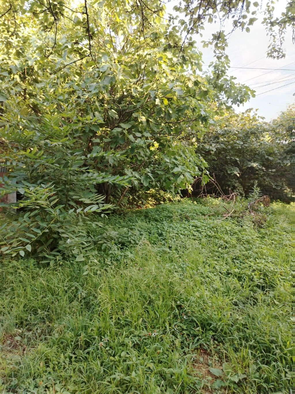 3 sot, Tikinti, Mülkiyyətçi — Torpaq, Şəki (4)