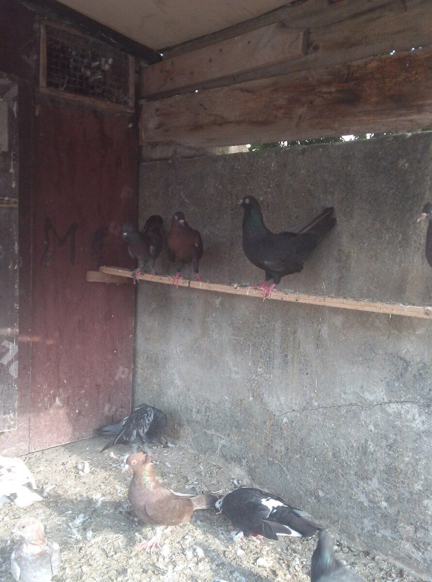 Göyərçinlər — Quşlar, Bakı (5)