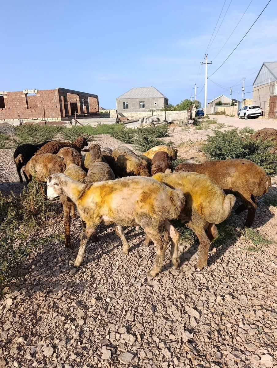Quzular və qoyunlar — Heyvanlar, Sumqayıt (4)