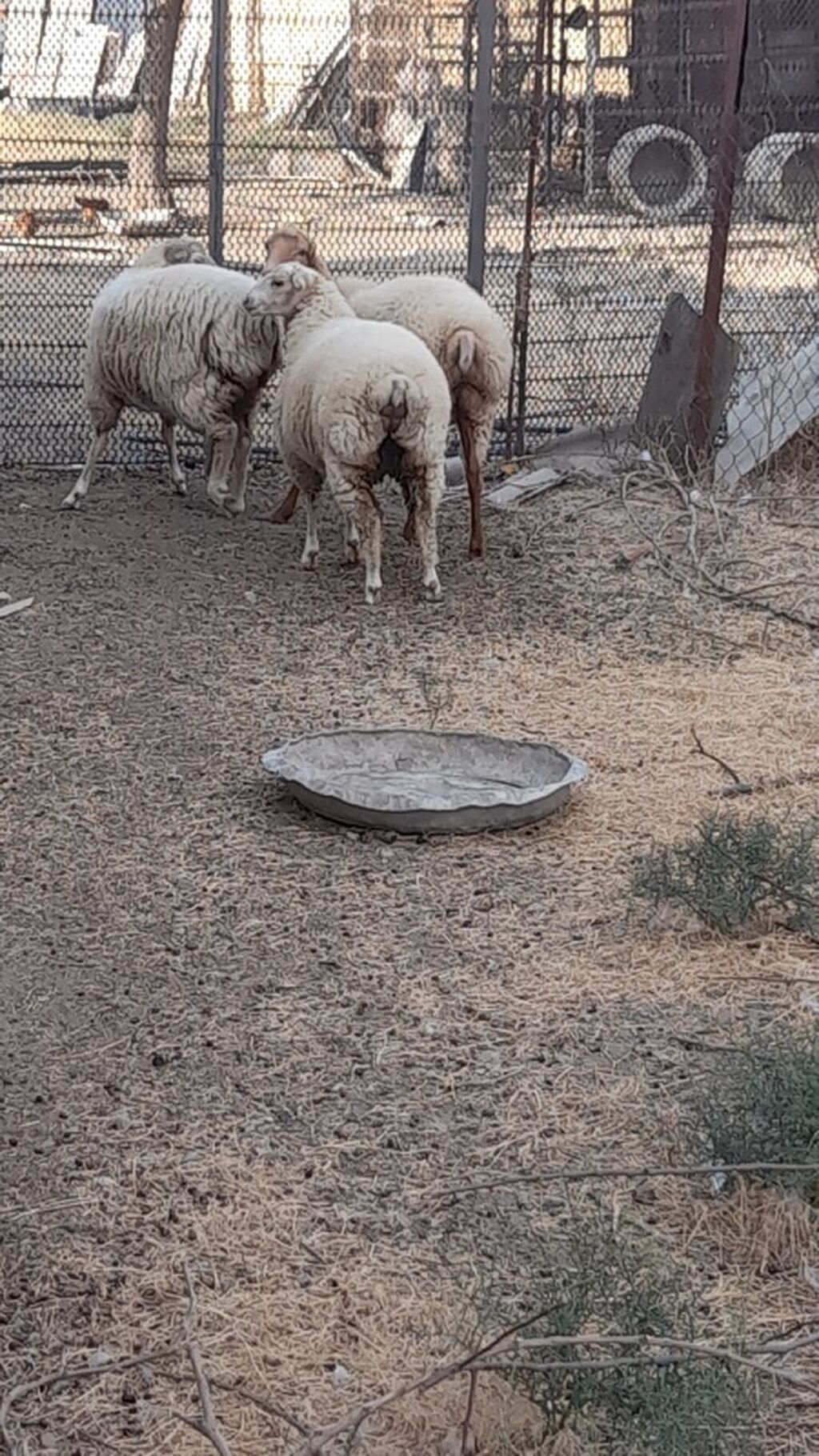 Dişi, il: 1, Damazlıq — Heyvanlar, Hacıqabul (4)
