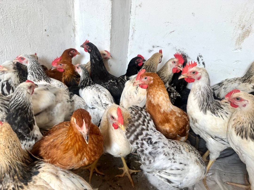 Kənd çolpaları, toyuq və xoruz — Quşlar, Bakı (3)