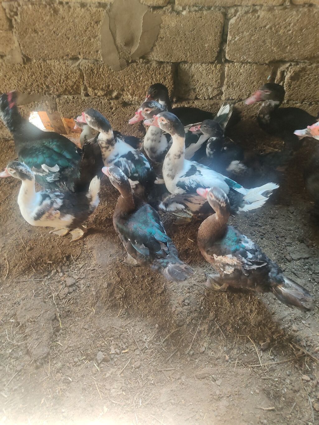 On eded sagllam lal.ordekler 4 aylligdi cem.satlir hansi birge. 10 — Heyvanlar, Digah (5)