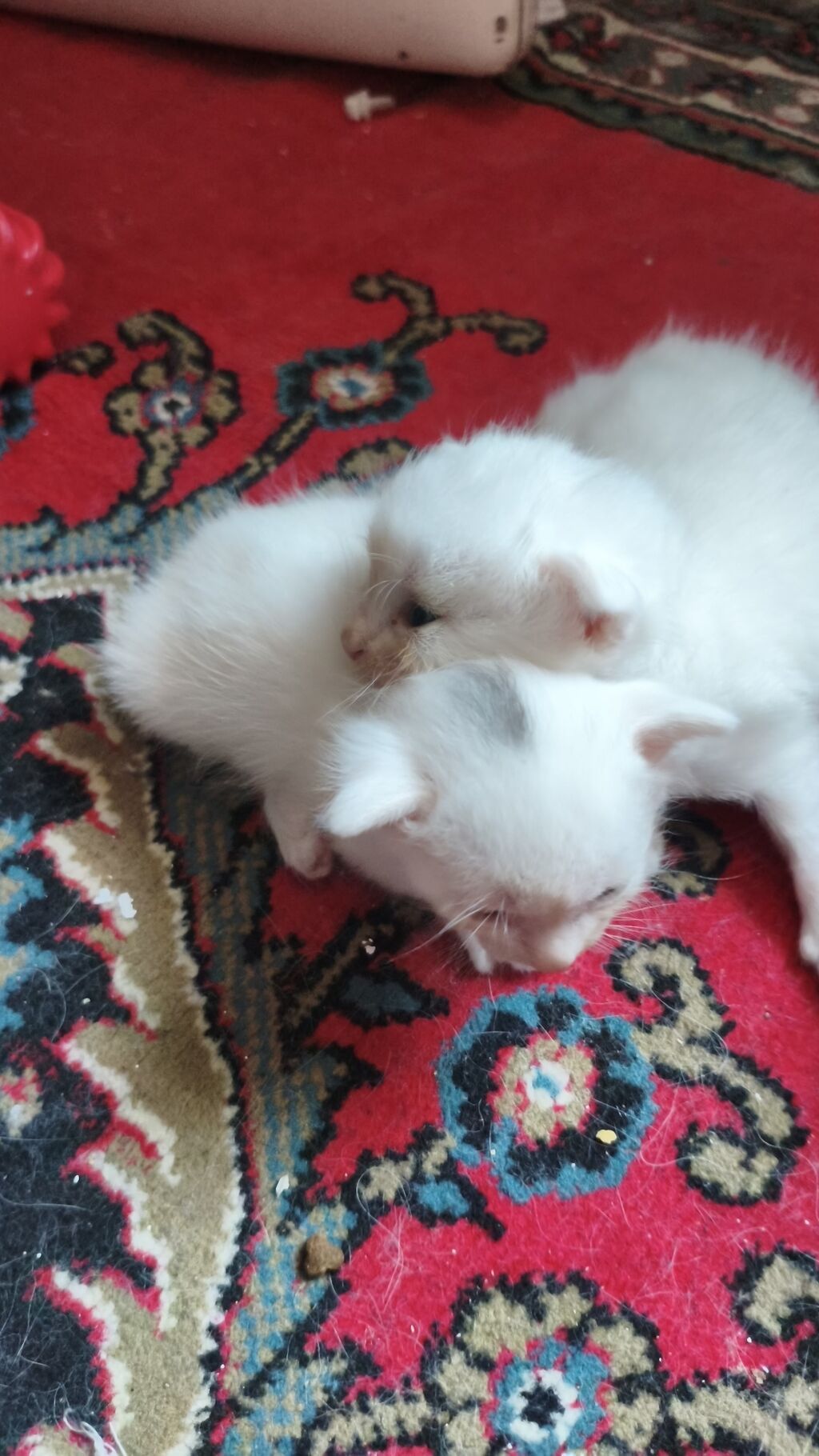 Yaxşı əllərə — Pişiklər, Bakı (4)