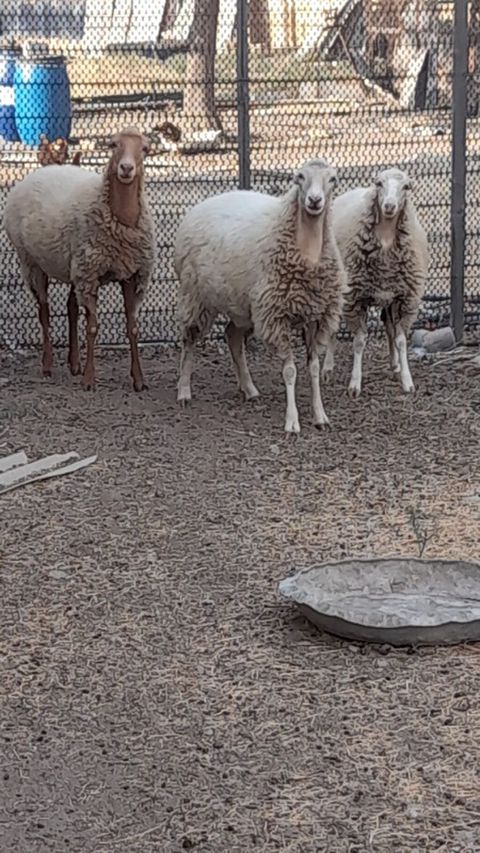 Dişi, il: 1, Damazlıq — Hacıqabul