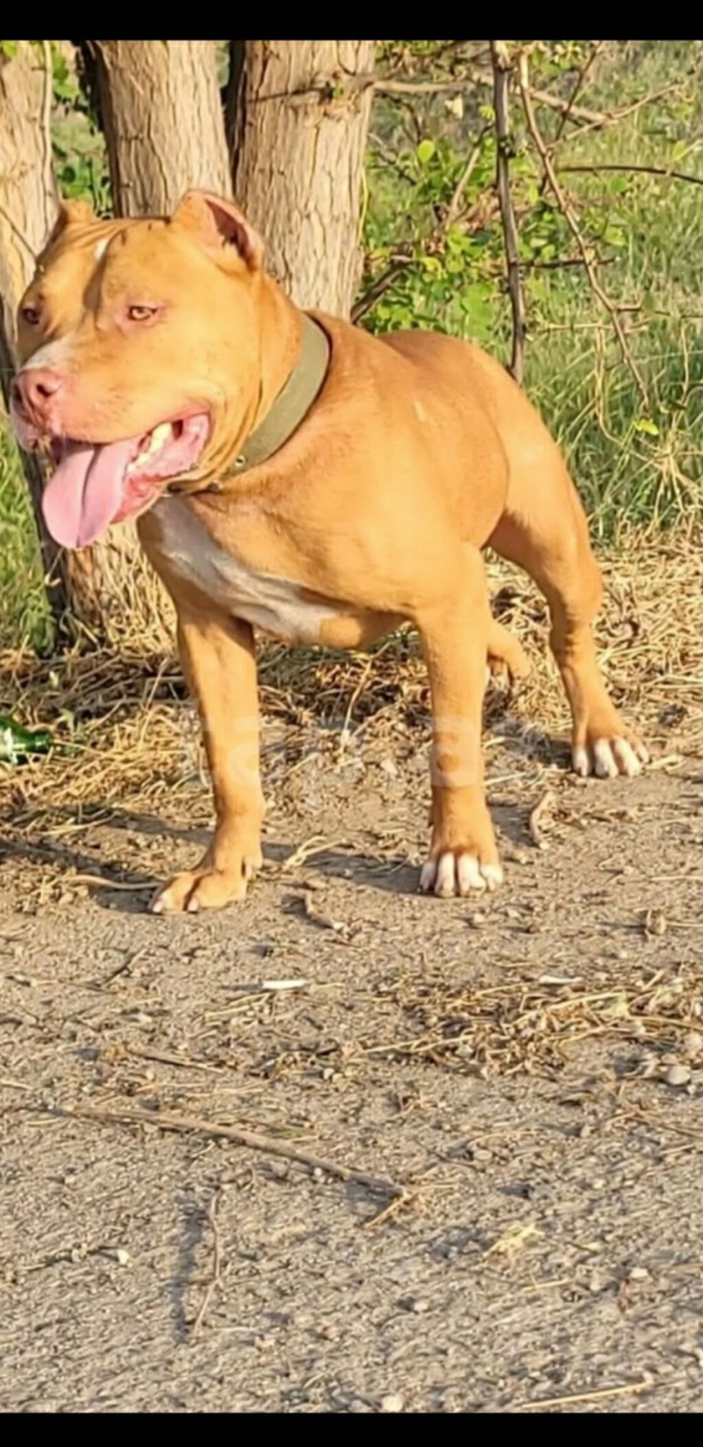 Pitbul, 2 il, Erkək, Peyvəndli — Heyvanlar, Gəncə (3)