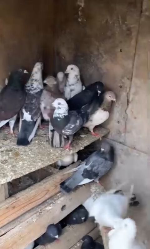 Göyərçinlər — Bakı