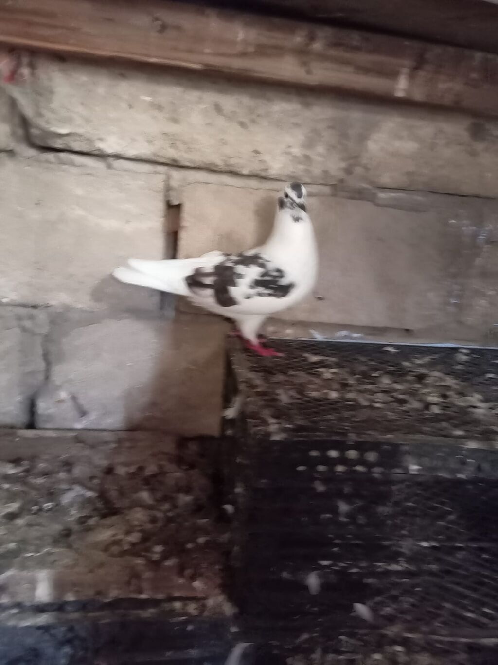 Salam Aleykum Quşdar satılır sağlam heyvanlardı hopdum satılır 15m ağ — Quşlar, Sumqayıt (2)