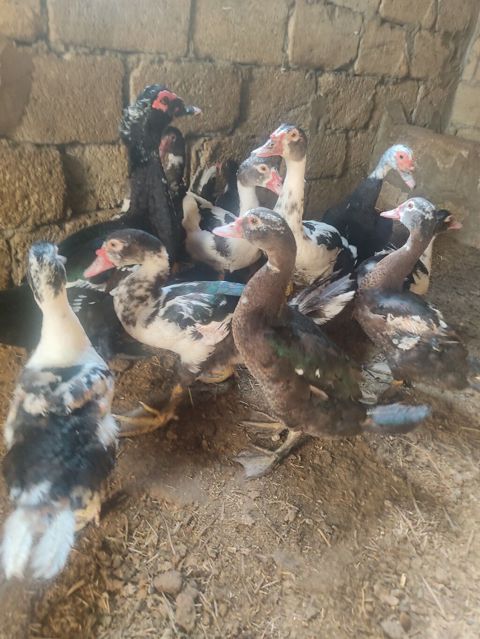 On eded sagllam lal.ordekler 4 aylligdi cem.satlir hansi birge. 10 — Digah