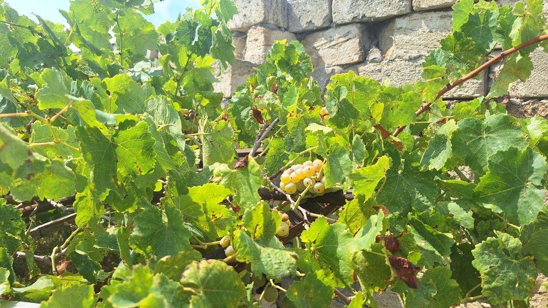 7 sot torpaq sahəsi, Bilqəh qəs. — Torpaq, Bakı (2)