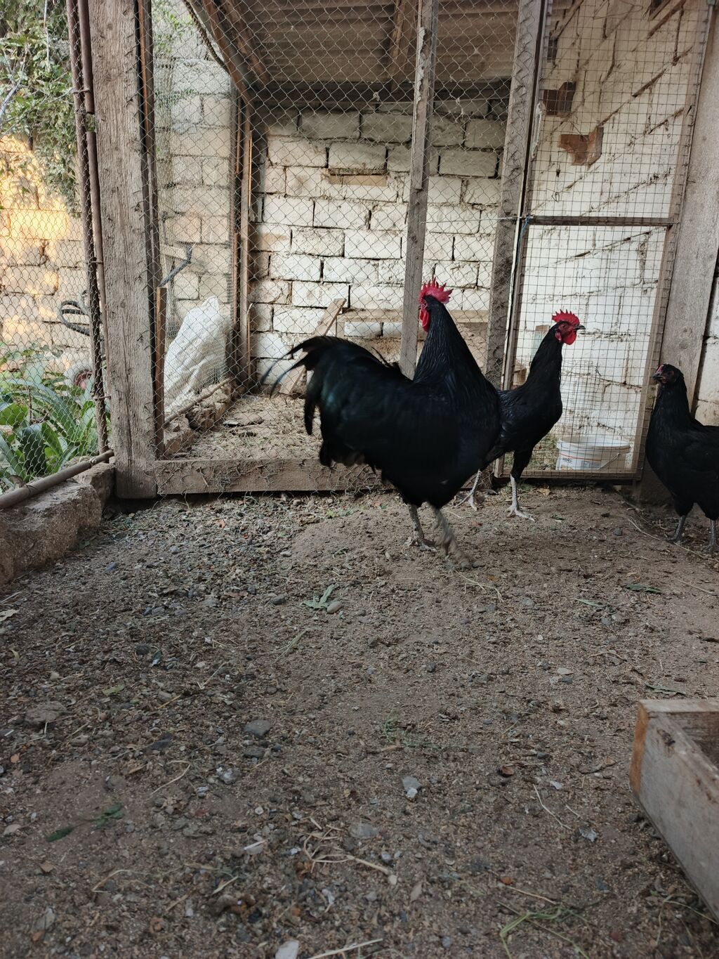 Məhsul: Qara toyuq-quş cinsi xoruz Təsvir: - Şəkillərdə qara — Heyvanlar, Digah (2)