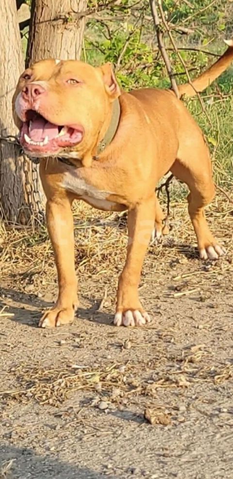 Pitbul, 2 il, Erkək, Peyvəndli — Gəncə