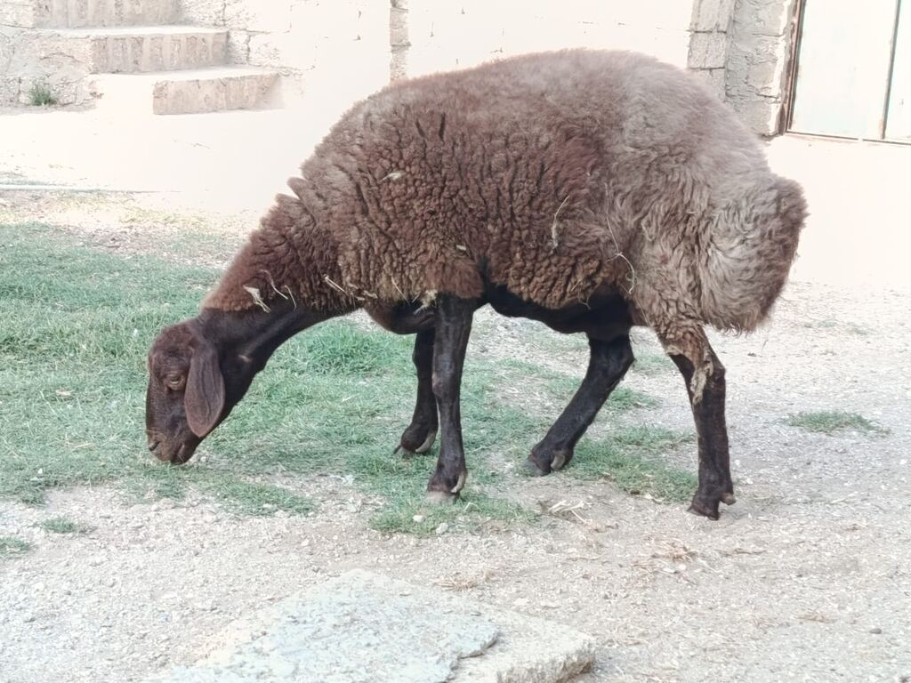 Dişi, Qala, il: 2, 80 kq, Damazlıq, Ünvandan götürmə — Heyvanlar, Bakı (2)