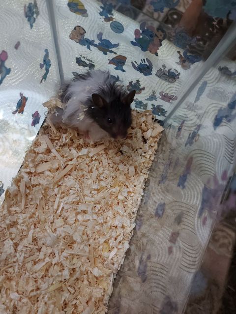 Uzaq tüklü, iki rəngli (qara-ağ) hamster - Növ: dekorativ hamster — Bakı